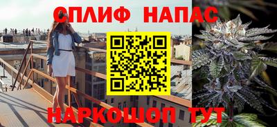 сатива Кингисепп